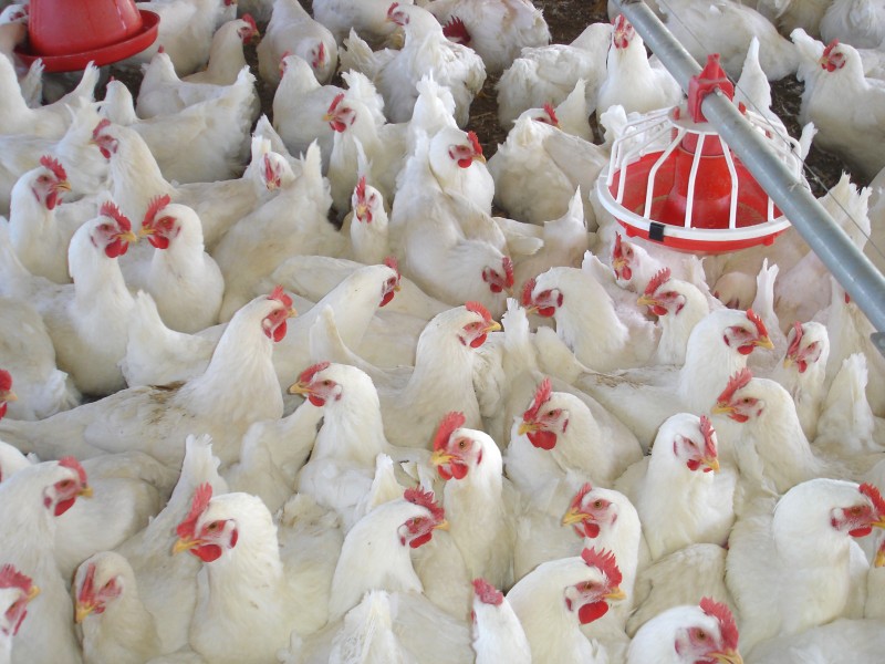 Broiler chicken farm business plan