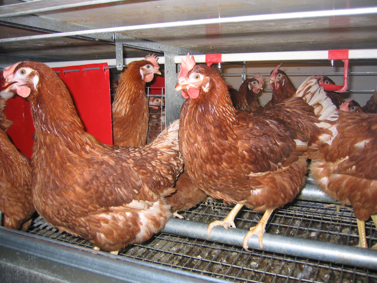 Facco Poultry птицеводческое оборудование. Питерские куры несушки. Бизнес на курах декоративных. Оборудование Факко птицеводческое для молодняка фото.