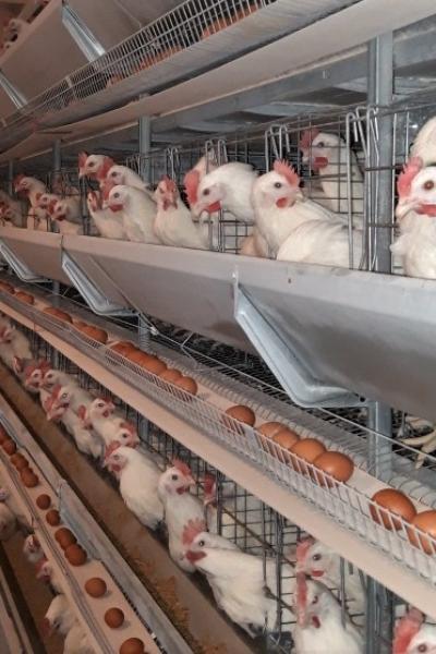 BREEDER HOUSE SYSTEM