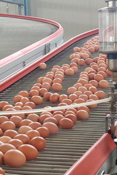 EGG COLLECTION SYSTEMS